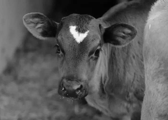 Hoarachhof * Ίνσμπρουκ