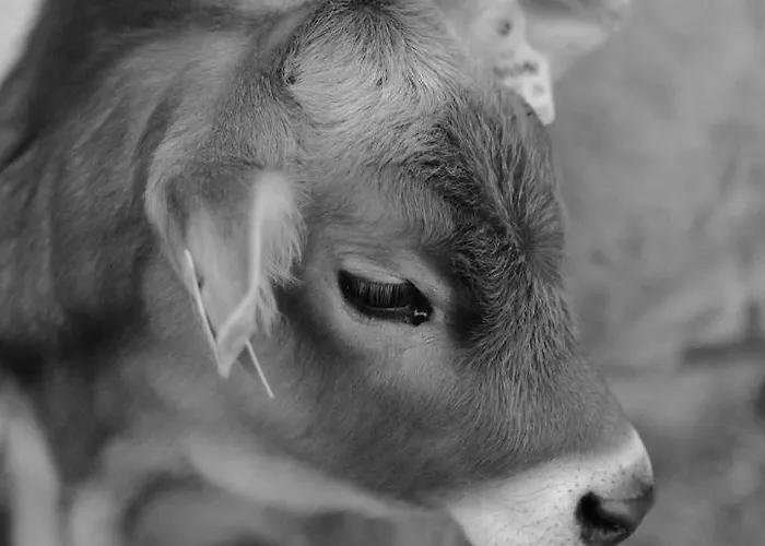 Hoarachhof Κατάλυμα σε φάρμα