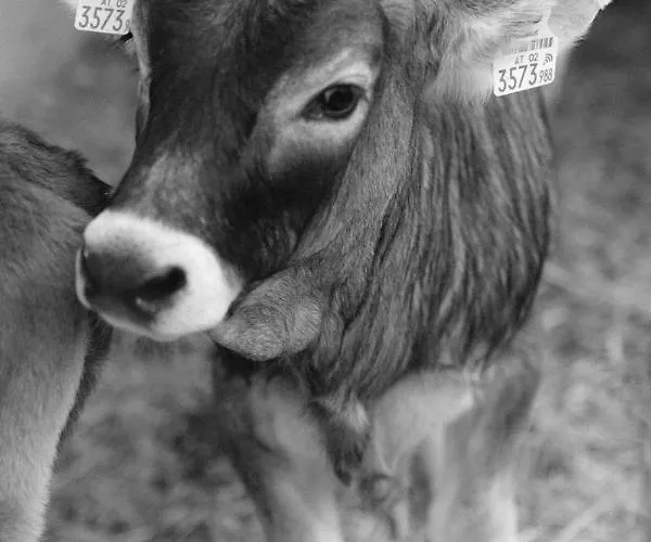 Κατάλυμα σε φάρμα Hoarachhof Ίνσμπρουκ