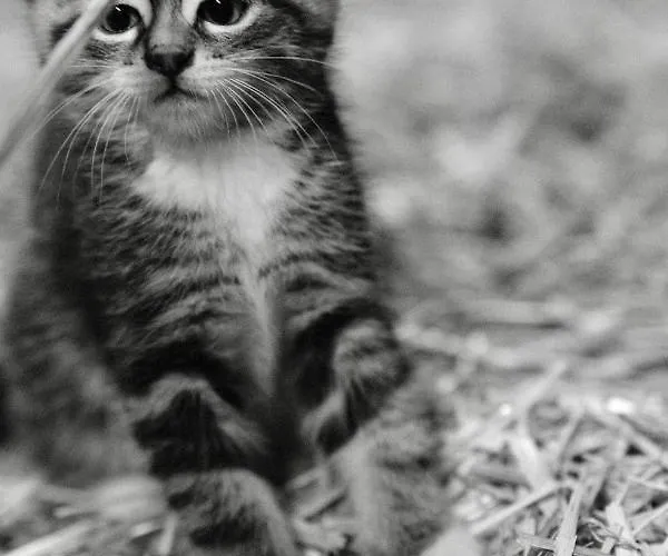 Hoarachhof Κατάλυμα σε φάρμα Ίνσμπρουκ