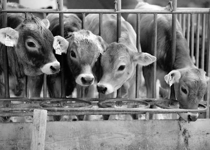 Hoarachhof Κατάλυμα σε φάρμα Ίνσμπρουκ