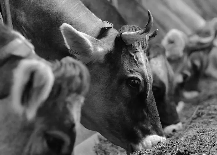 Hoarachhof * Ίνσμπρουκ