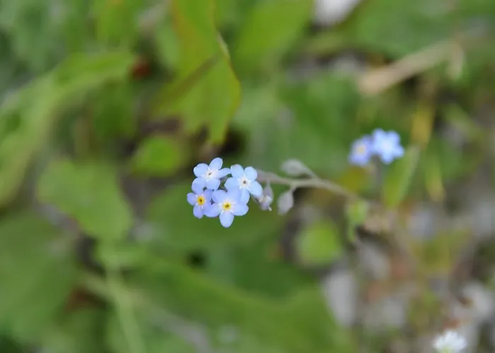 Hoarachhof Κατάλυμα σε φάρμα *