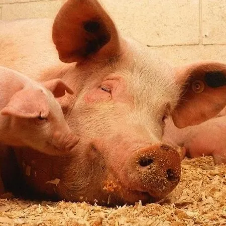 Hoarachhof בית חווה אינסברוק