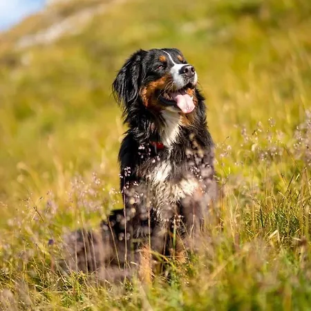 Hoarachhof Çiftlik konaklama