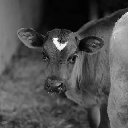 Hoarachhof * אינסברוק