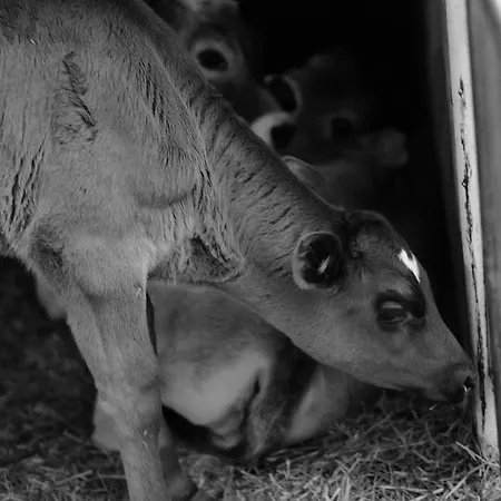 Hoarachhof Bauernhof Innsbruck