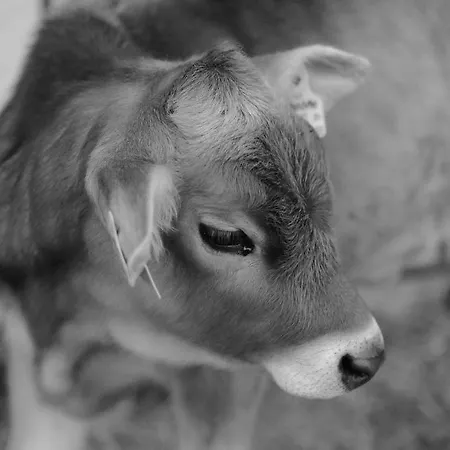 Hoarachhof Çiftlik konaklama