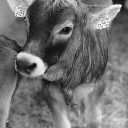 בית חווה Hoarachhof אינסברוק