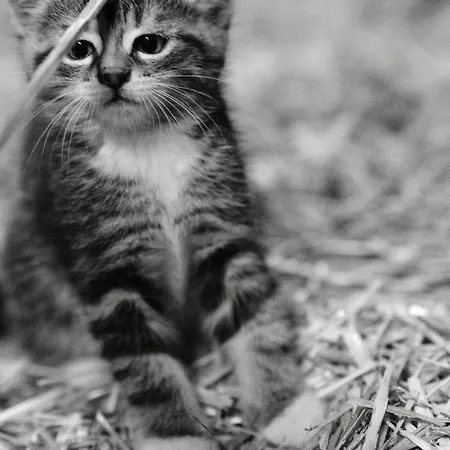 Hoarachhof Çiftlik konaklama İnnsbruck