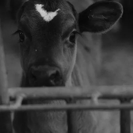 Hoarachhof Çiftlik konaklama *