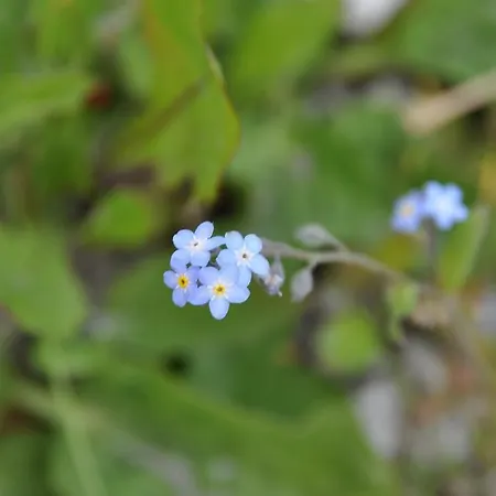 Hoarachhof בית חווה *
