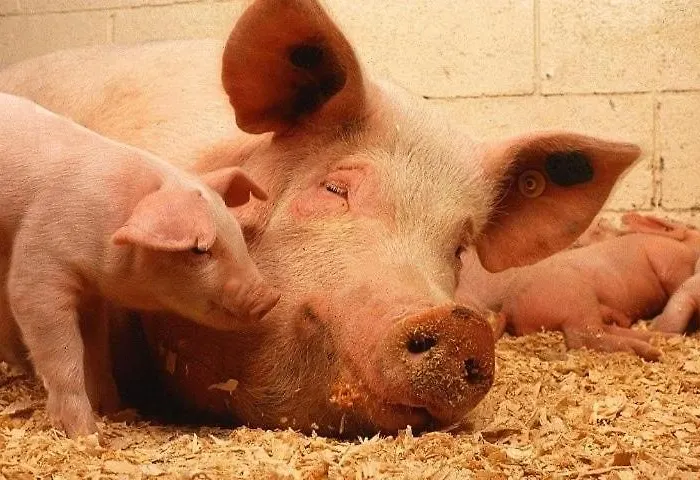 Hoarachhof Vakantieboerderij Innsbruck