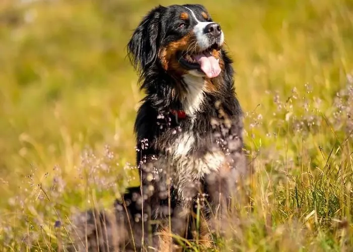 Hoarachhof Фермерский дом