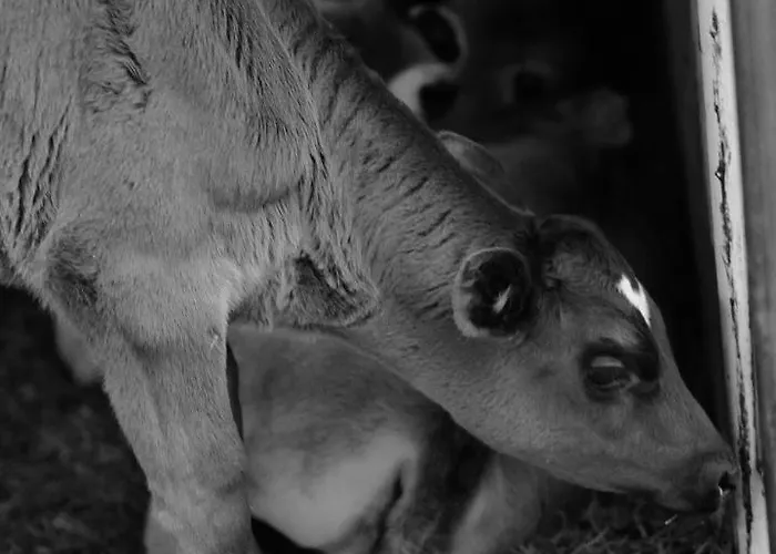 霍拉霍夫酒店 农家乐 因斯布鲁克