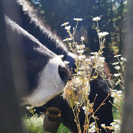 ホアラホッフ