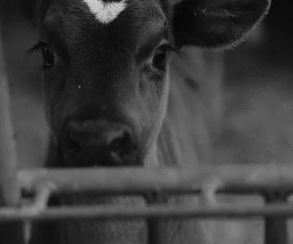 Hoarachhof مزرعة للإقامة *